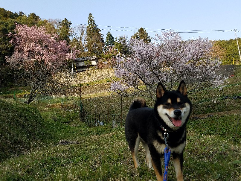 大好きな桜_f0330437_23141092.jpg