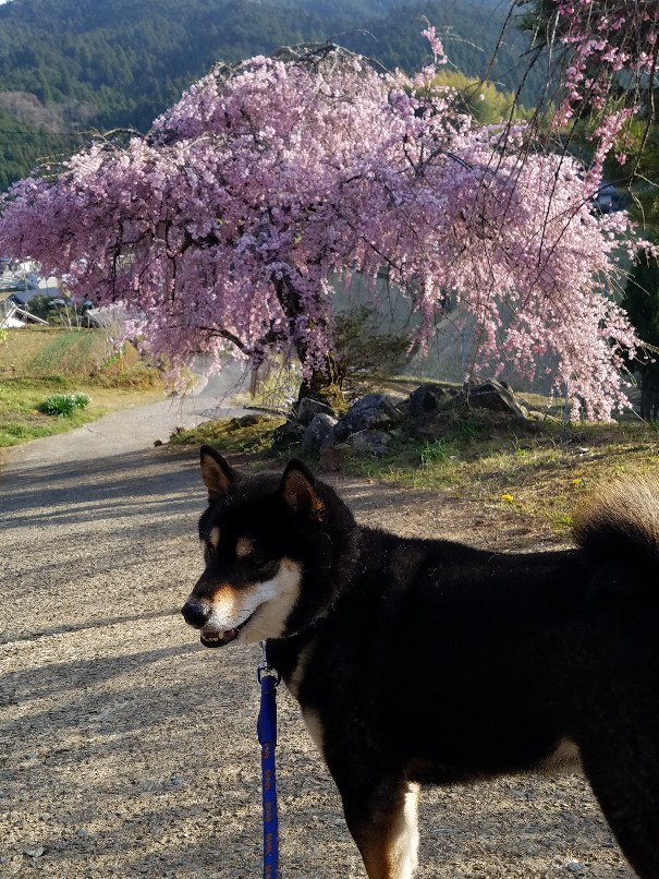 大好きな桜_f0330437_23151328.jpg