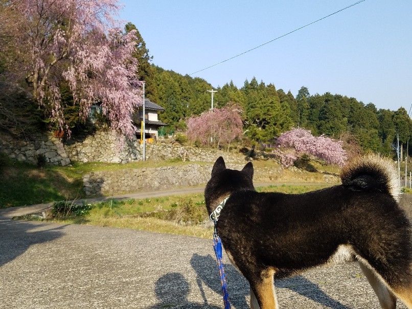 大好きな桜_f0330437_23151352.jpg