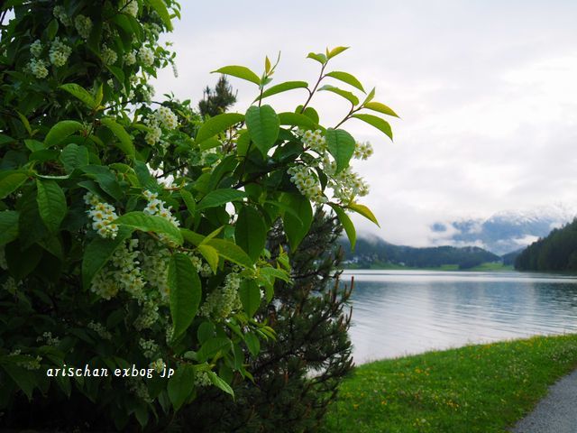ザンクト・モッリッツァー湖＠スイスの早朝散歩_f0295238_09522444.jpg