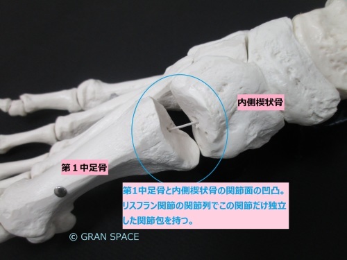 骨 内側 楔状 左足部内側楔状骨近傍に骨隆起と痛みを訴えた一症例