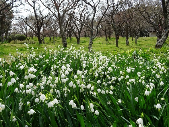 山田池公園は花盛り_b0299042_10372612.jpg