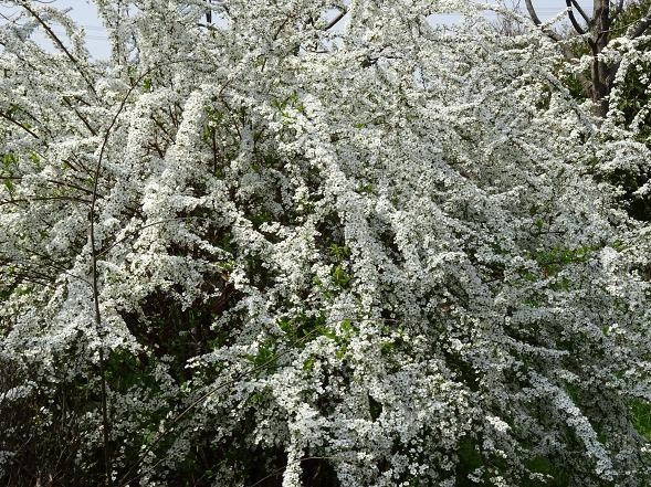 山田池公園は花盛り_b0299042_10375489.jpg