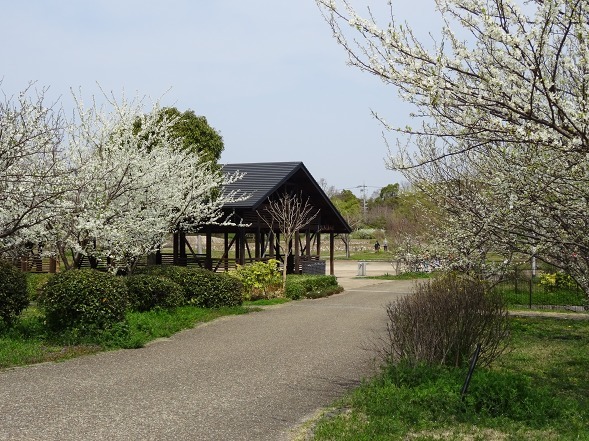 山田池公園は花盛り_b0299042_10381835.jpg