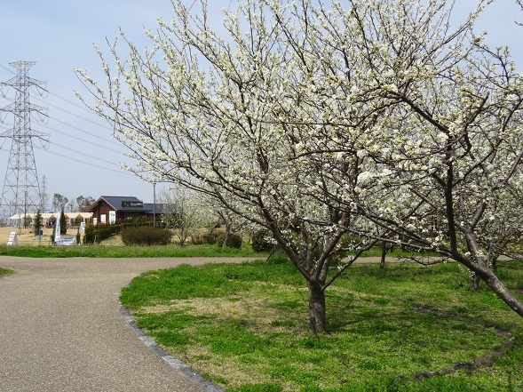 山田池公園は花盛り_b0299042_10382293.jpg