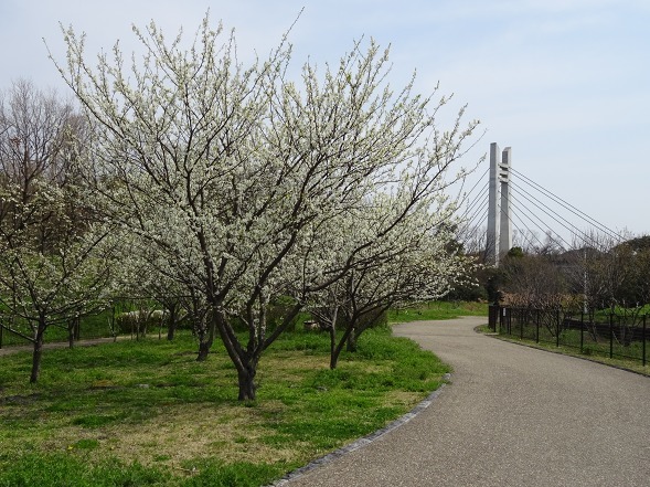 山田池公園は花盛り_b0299042_10382925.jpg