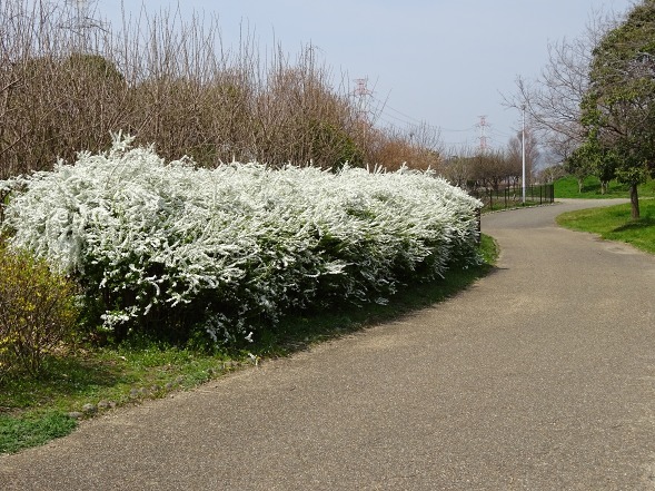 山田池公園は花盛り_b0299042_10383568.jpg