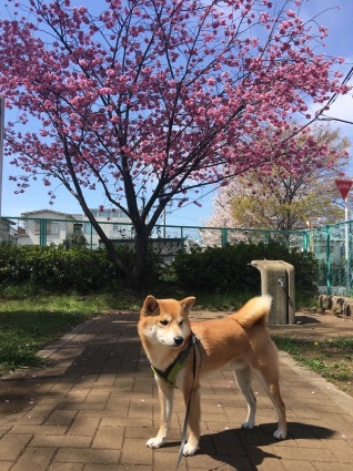 大きな狐ようやく手足尾が仕上がり...&銀桜_f0335045_11155518.jpg