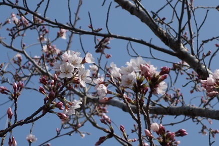 今年の桜。_b0403249_11061505.jpg