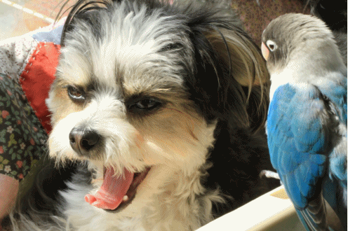 c0145250_10091713.gif