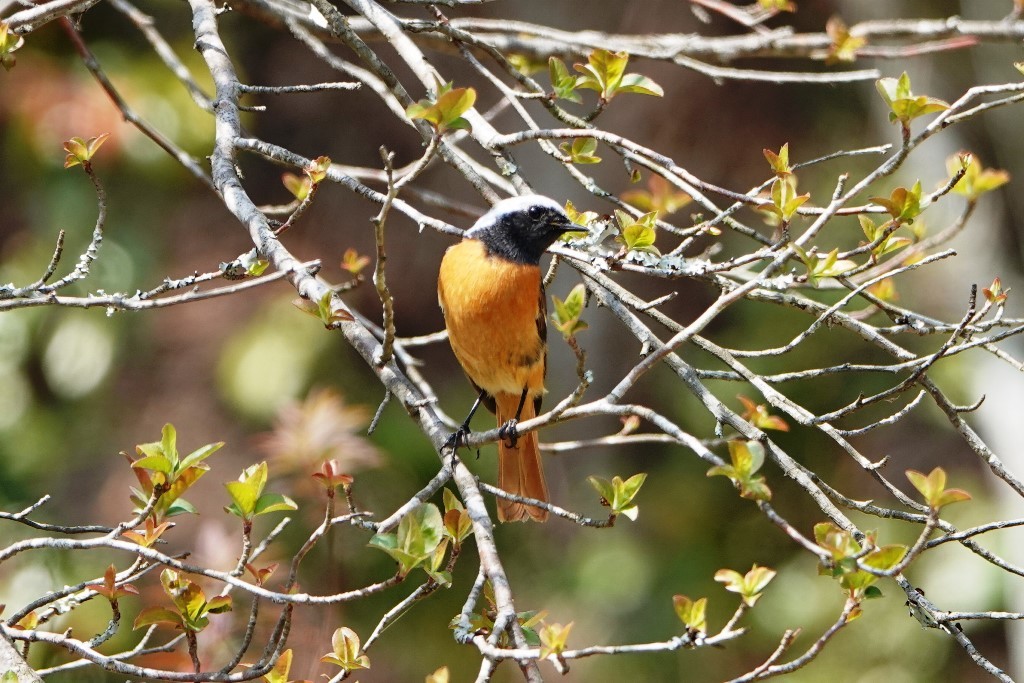 野鳥トレ　156　森林植物園_b0227552_18063336.jpg