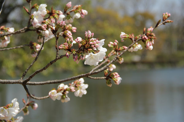 お花見…続き_c0121953_19512909.jpg