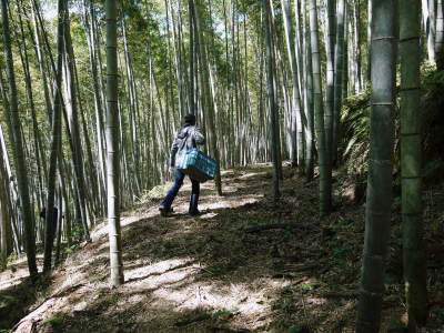 熊本県産!幻の白い「長生たけのこ」 令和6年の収穫及び即日発送開始!収穫の様子を現地取材(後編)_a0254656_17542913.jpg