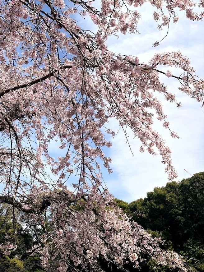 皇居乾通の桜_e0256058_16393518.jpg