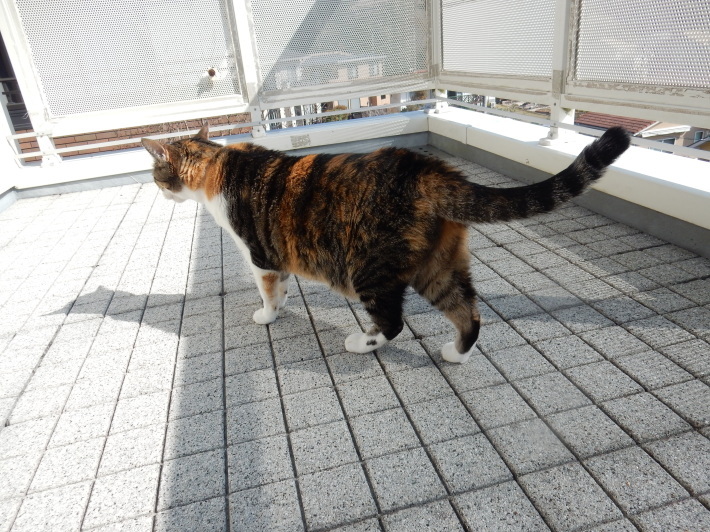 ’19,4,6(土)銀座でひとりランチと探訪!_f0060461_10543946.jpg