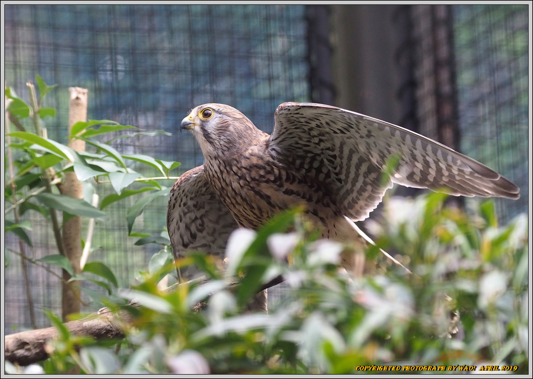 シリーズ野鳥園　チョウゲンボウ_c0198669_21123703.jpg