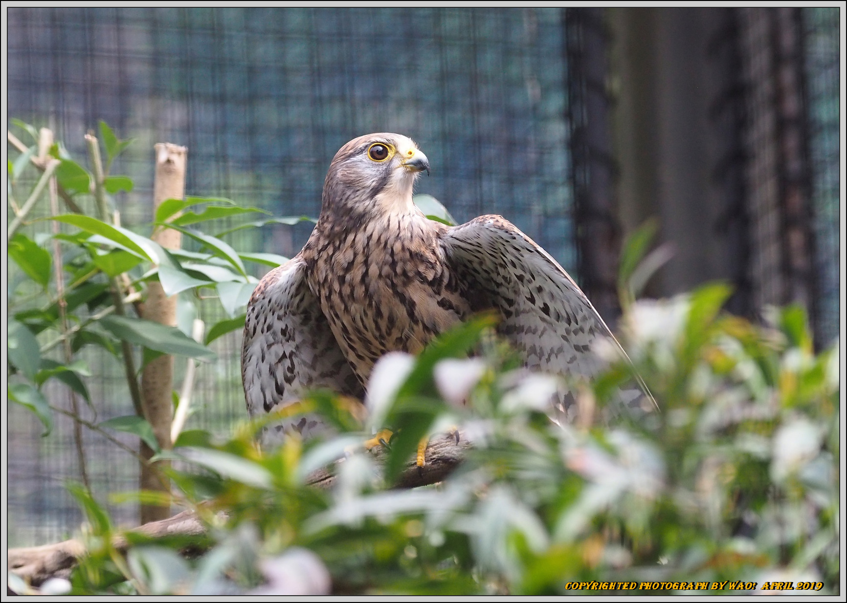 シリーズ野鳥園　チョウゲンボウ_c0198669_21131957.jpg