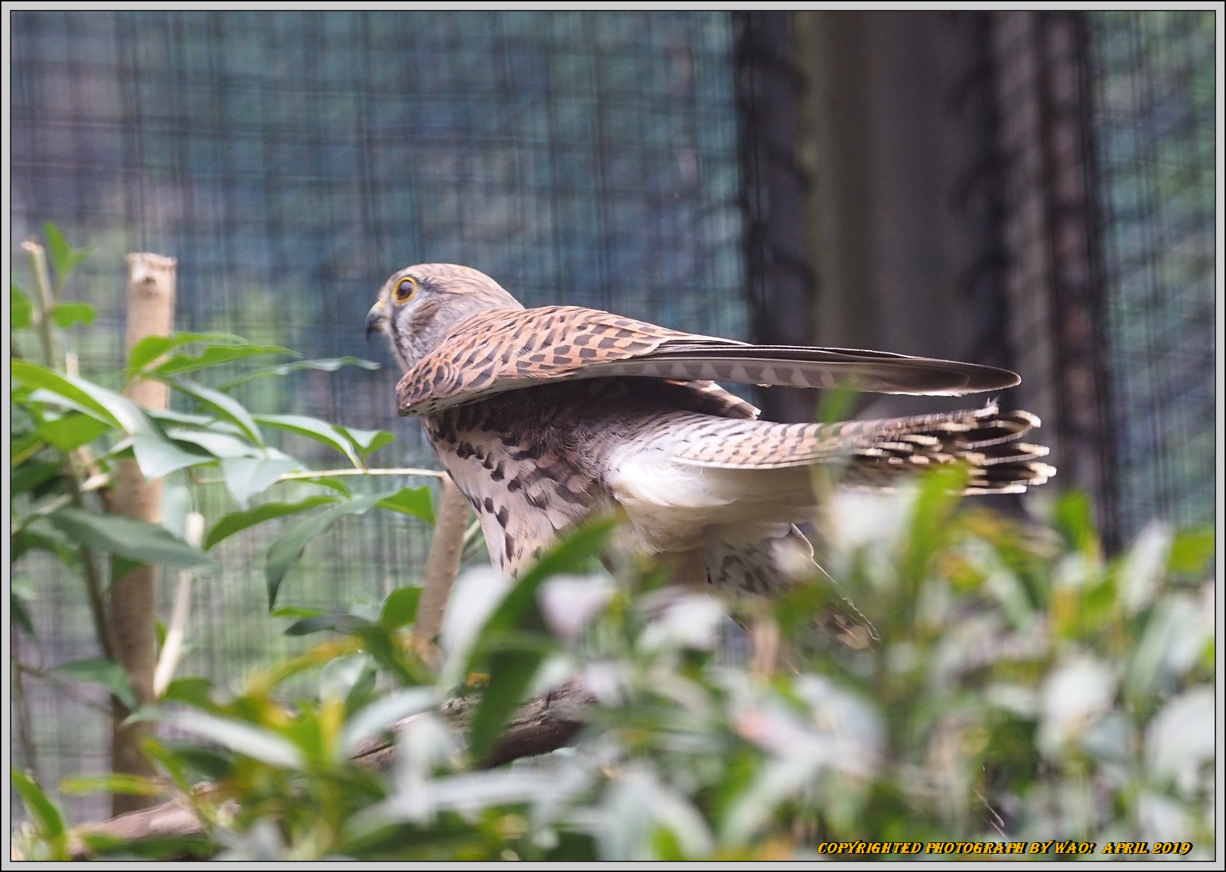 シリーズ野鳥園　チョウゲンボウ_c0198669_21134084.jpg