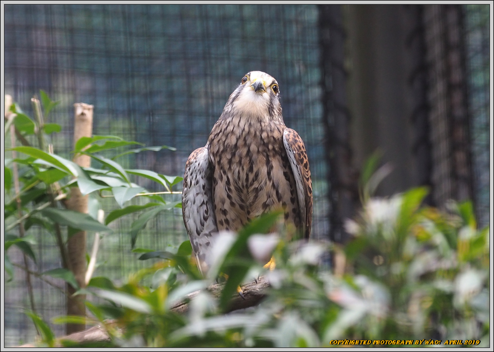 シリーズ野鳥園　チョウゲンボウ_c0198669_21143167.jpg