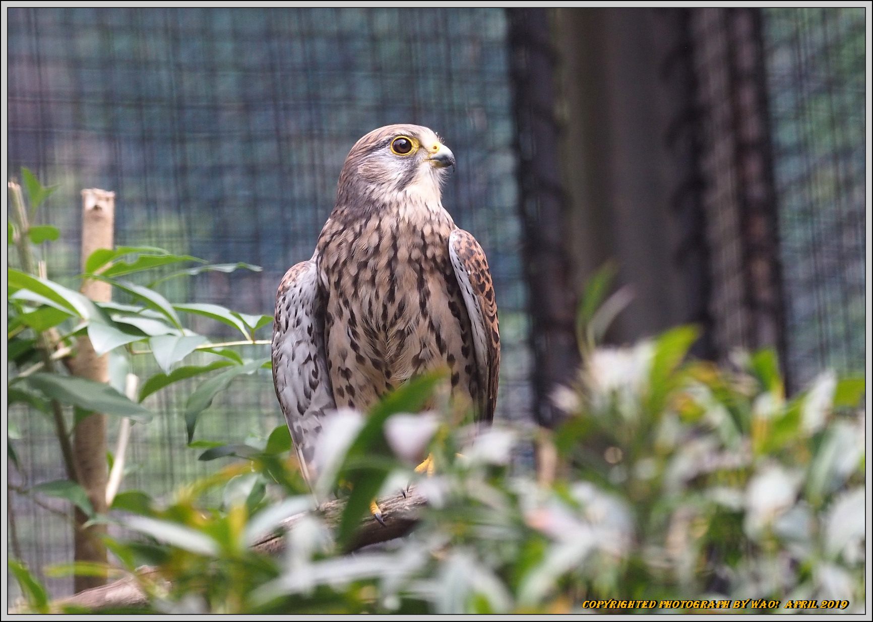 シリーズ野鳥園　チョウゲンボウ_c0198669_21143796.jpg