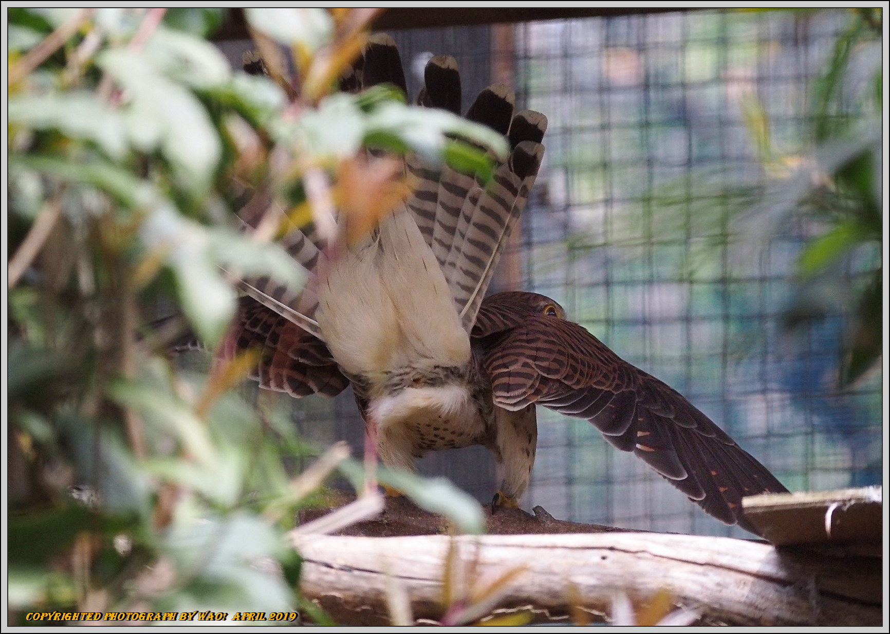 シリーズ野鳥園　チョウゲンボウ_c0198669_21152584.jpg