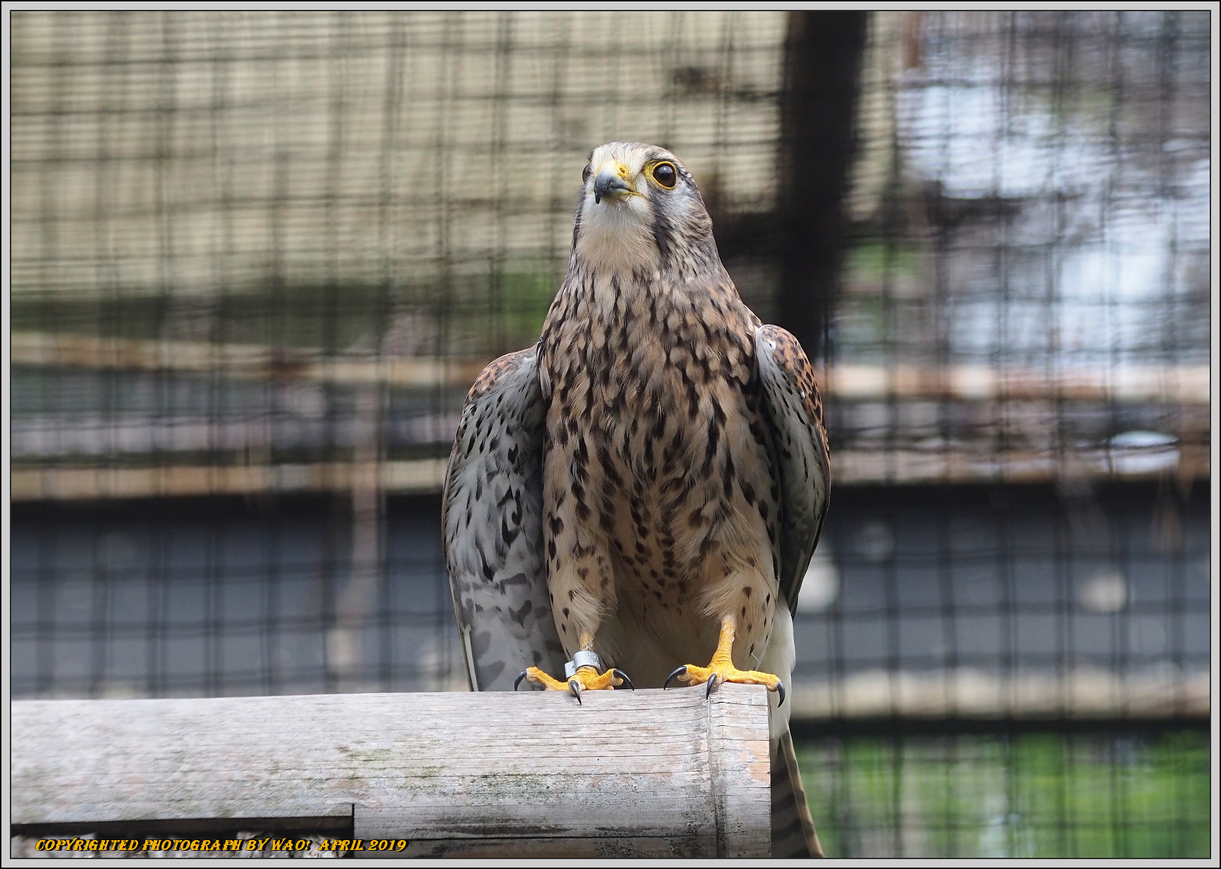 シリーズ野鳥園　チョウゲンボウ_c0198669_21173587.jpg