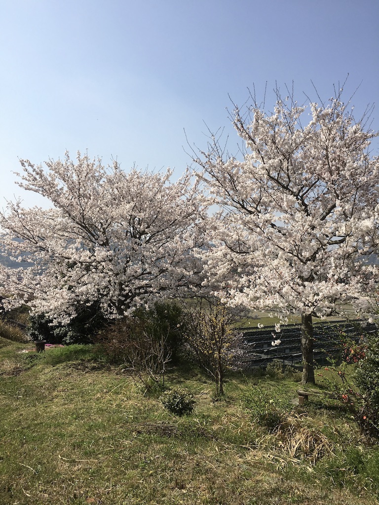 桜だより⑤ 〜満開の桜〜_c0334574_17343421.jpg