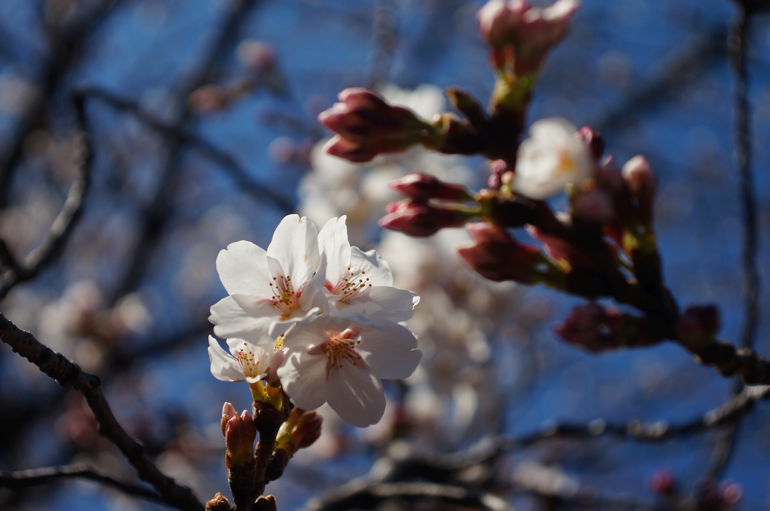 またまた RETINA Kodak Retina Ⅲc 35㎜と80㎜ テストしました またまた RETINA Kodak Retina Ⅲc 35㎜と80㎜ テストしました