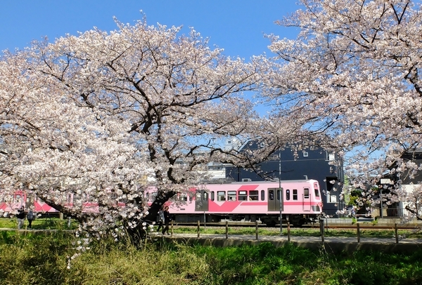 流鉄 さくら ステラ