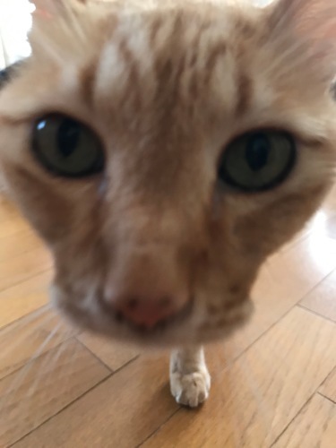 a0216583_23372606.jpeg