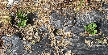 f0003283_07393392.jpg