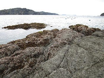 ４月５日「海の恵み」_f0003283_07583549.jpg