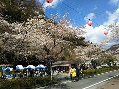 家山桜祭り(カタクリの花・桜の鑑賞の旅 2)_f0017185_21524372.jpg