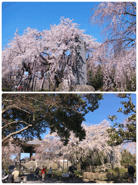 東京桜    ①_e0357294_16080514.gif