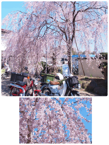 東京桜    ①_e0357294_16144557.gif