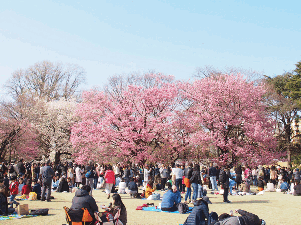 東京桜    ①_e0357294_16294035.gif