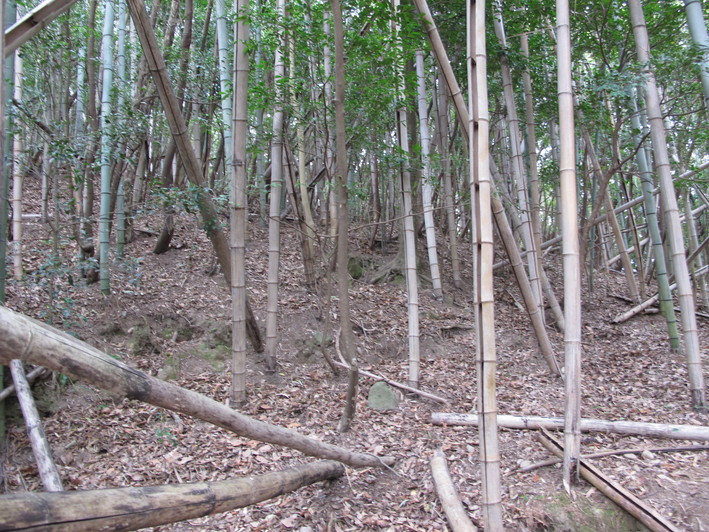 宇佐の鷹取山～高原山～和尚山を周回　2019.4.5（金）_a0166196_18402040.jpg