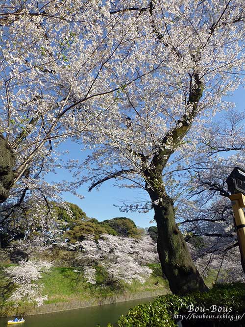 千鳥ヶ淵の桜〜その1_d0128697_41833.jpg