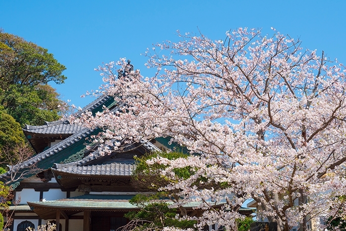 桜と江ノ電 エーデルワイスphoto