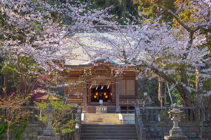 桜と江ノ電_b0145398_17595964.jpg