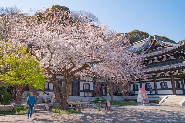 桜と江ノ電 エーデルワイスphoto