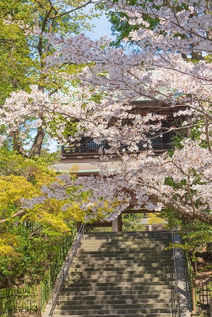 北鎌倉　円覚寺の桜_b0145398_23342126.jpg