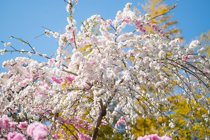 北鎌倉　円覚寺の桜_b0145398_23404210.jpg