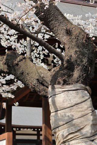 千鳥ヶ淵にお花見にその他色々♪_c0090198_19340319.jpg