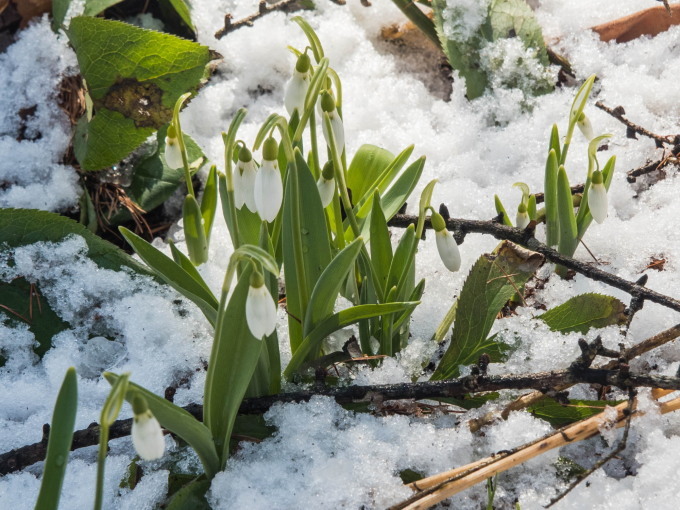 4月ですが・・カラマツ林が雪化粧”スノードロップ”は開花。_f0276498_23115570.jpg