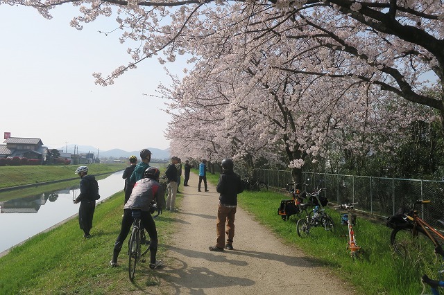 朝うどん＆桜サイクリング　リベンジ_c0132901_19485096.jpg