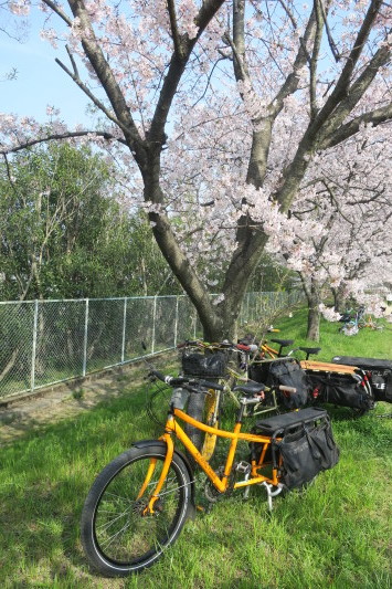 朝うどん＆桜サイクリング　リベンジ_c0132901_19533480.jpg