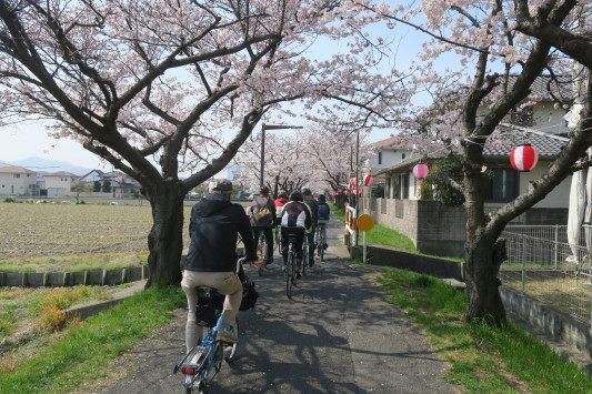 朝うどん＆桜サイクリング　リベンジ_c0132901_19581201.jpg