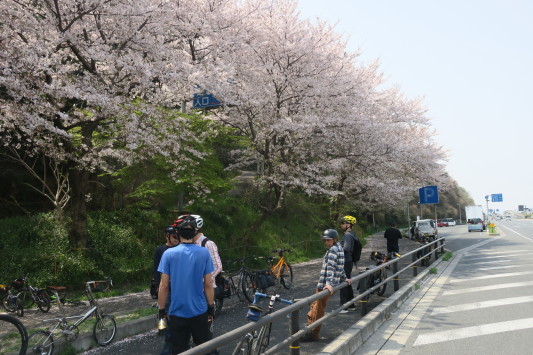 朝うどん＆桜サイクリング　リベンジ_c0132901_20094374.jpg