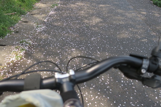 朝うどん&桜サイクリング リベンジ_c0132901_20114834.jpg